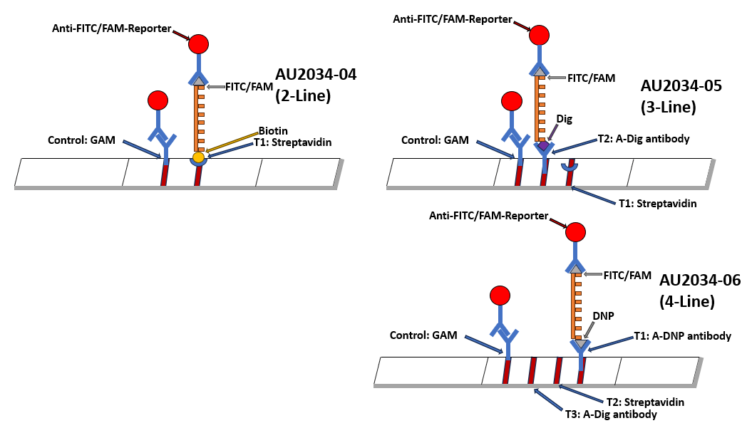 Universal Lateral Flow Assay Kit (anti-FAM/FITC-Gold) - Attogene