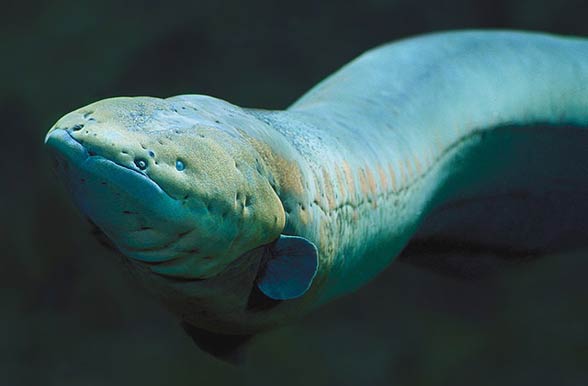 Acetylcholinesterase (Electric Eel) Total Organophosphate Residue Detection Kit