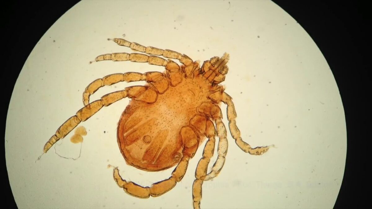 Acetylcholinesterase (Cattle Tick) Total Organophosphate Residue Detection Kit