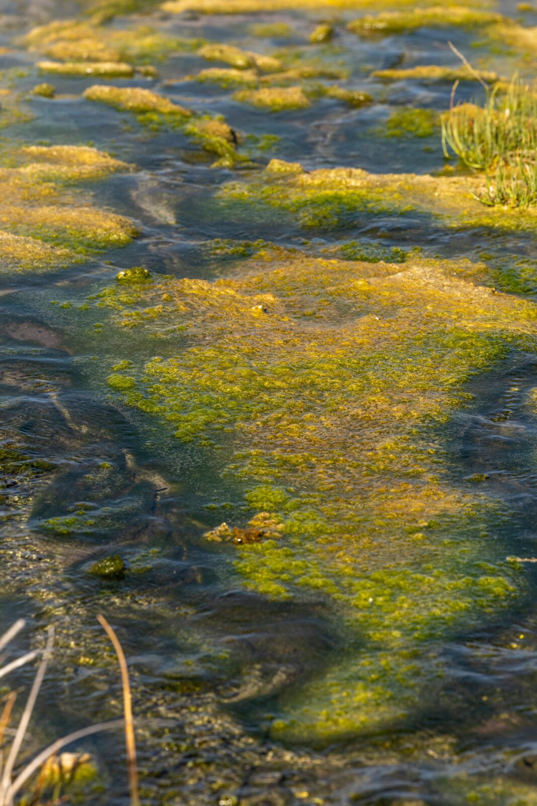 Bright green algae in shallow water with sunlight highlighting textures and patterns.
