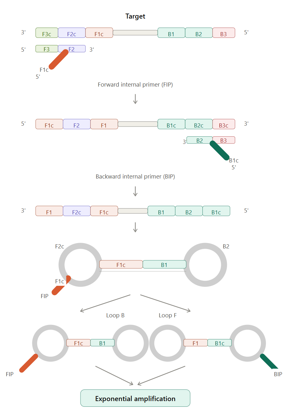 Universal LAMP optimized Lateral Flow Assay Kit (Strep-Gold)
